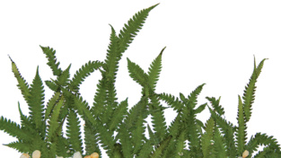 Grass illustration