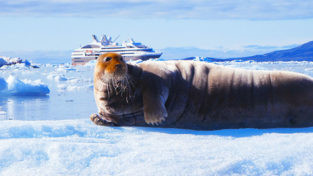 Arctic shot of seal and boat