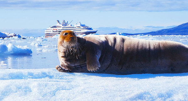 Arctic shot of seal and boat
