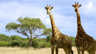 Two giraffes in a landscape of dry grasses and short trees